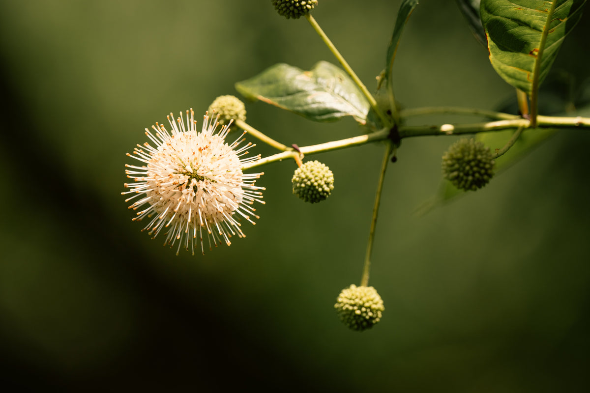 Magical Moonlight Buttonbush 1 Live Plant – Cephalanthus ‘Magical Moonlight’ – 3 Gallon Pot – 15″