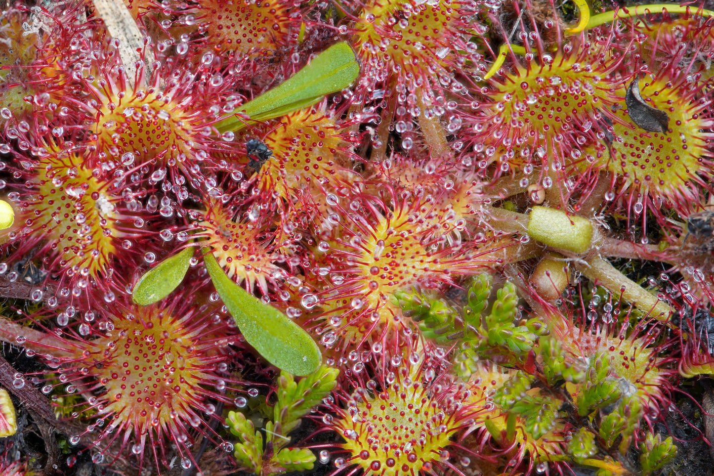Live, healthy Drosera ascendens {Sempre Vivas} sundew plant (rare)