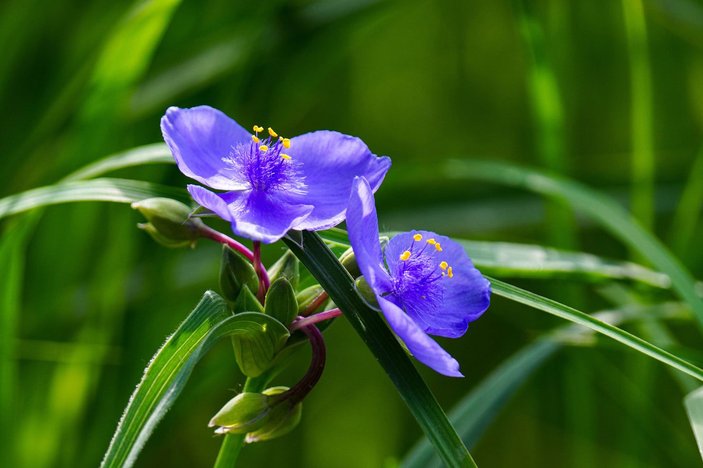 Spiderwort Bare Root Plants Pack of 5 – Tradescantia virginiana Native Perennial
