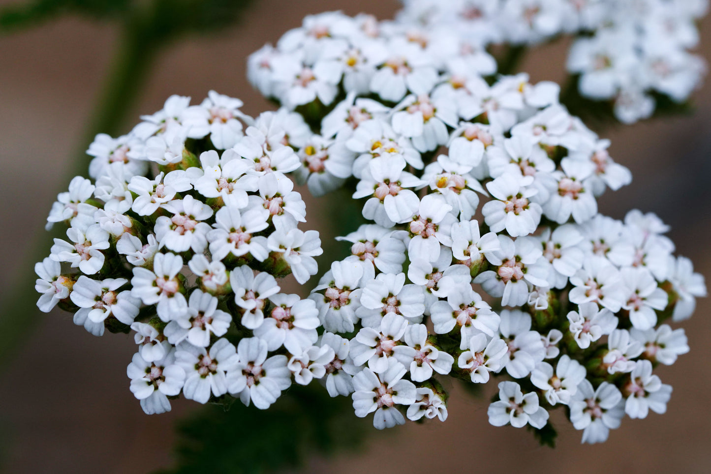 White Beauty Yarrow 1 Live Plant – 4-Inch Pot – Achillea millefolium ‘White Beauty’