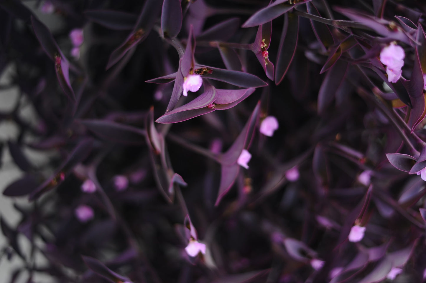 Tradescantia Pallida 'Pale Puma' Live Bare Root Plant – Purple Fuzzy Leaf Starter Plant