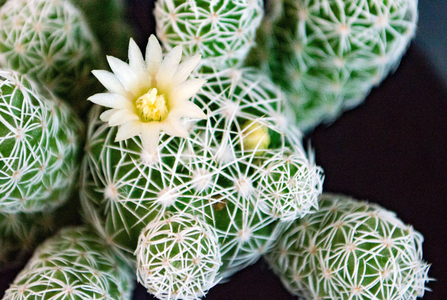 Mammillaria candida Live Cactus with Pups – Seed Grown Rare Succulent Plant