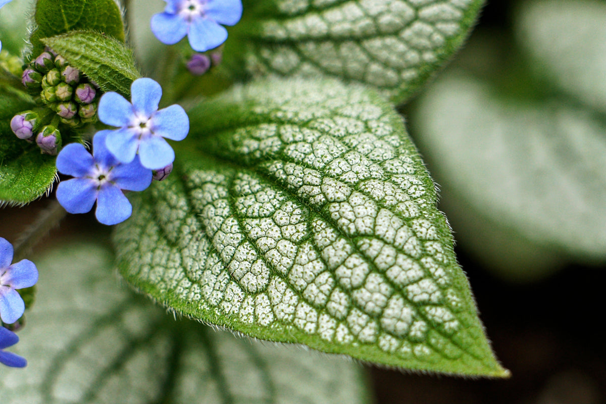 Jack Frost Siberian Bugloss 1 Live Perennial Plant, 1 Gallon Pot – Brunnera macrophylla ‘Jack Frost’