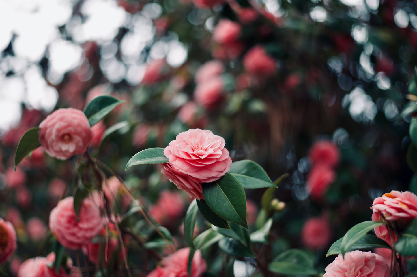 Mrs. Lyman Clarke Camellia Live Starter Plant – Camellia japonica – Well-Rooted Plant in Pot