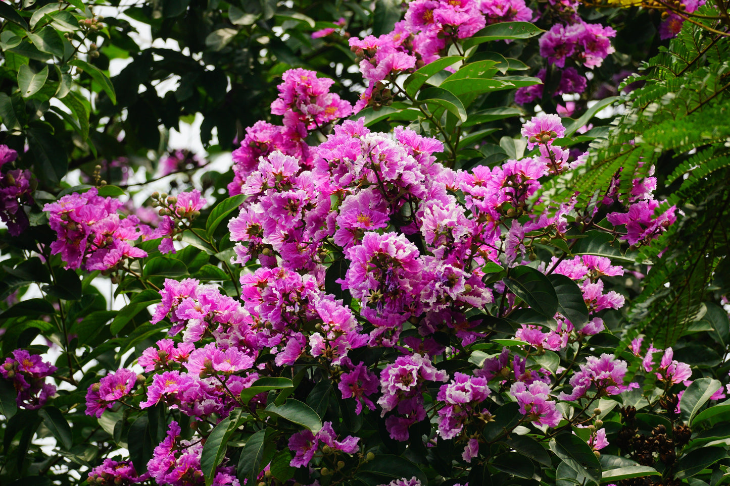 7 Pink Crape Myrtle Live Cuttings – Lagerstroemia indica – Organic Tree Cuttings