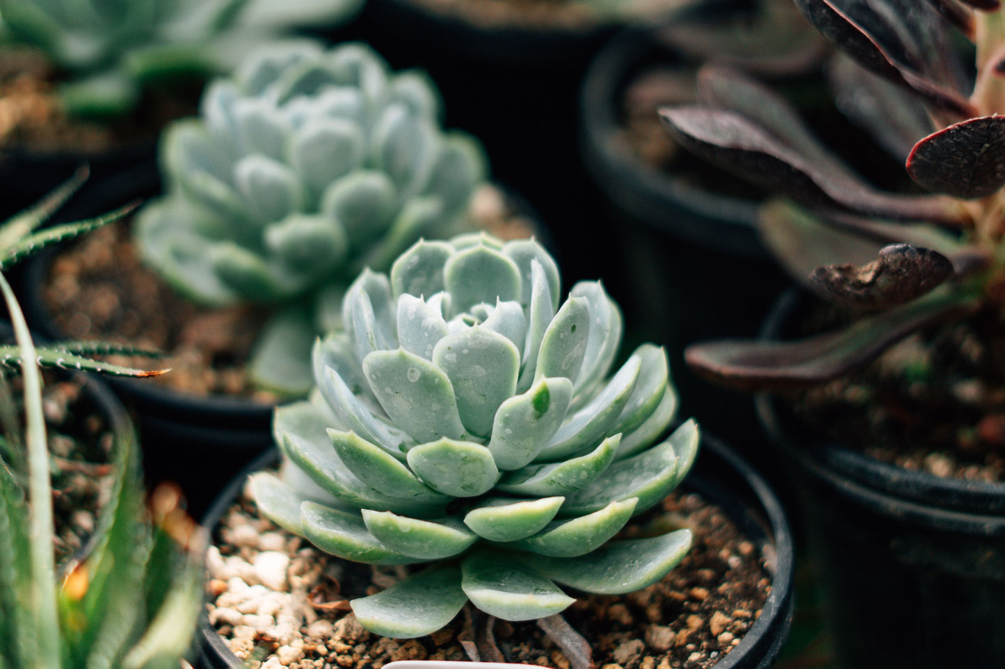 Mountain Rose Succulent Live Plant in 2 Inch Pot – Greenovia dodrantalis