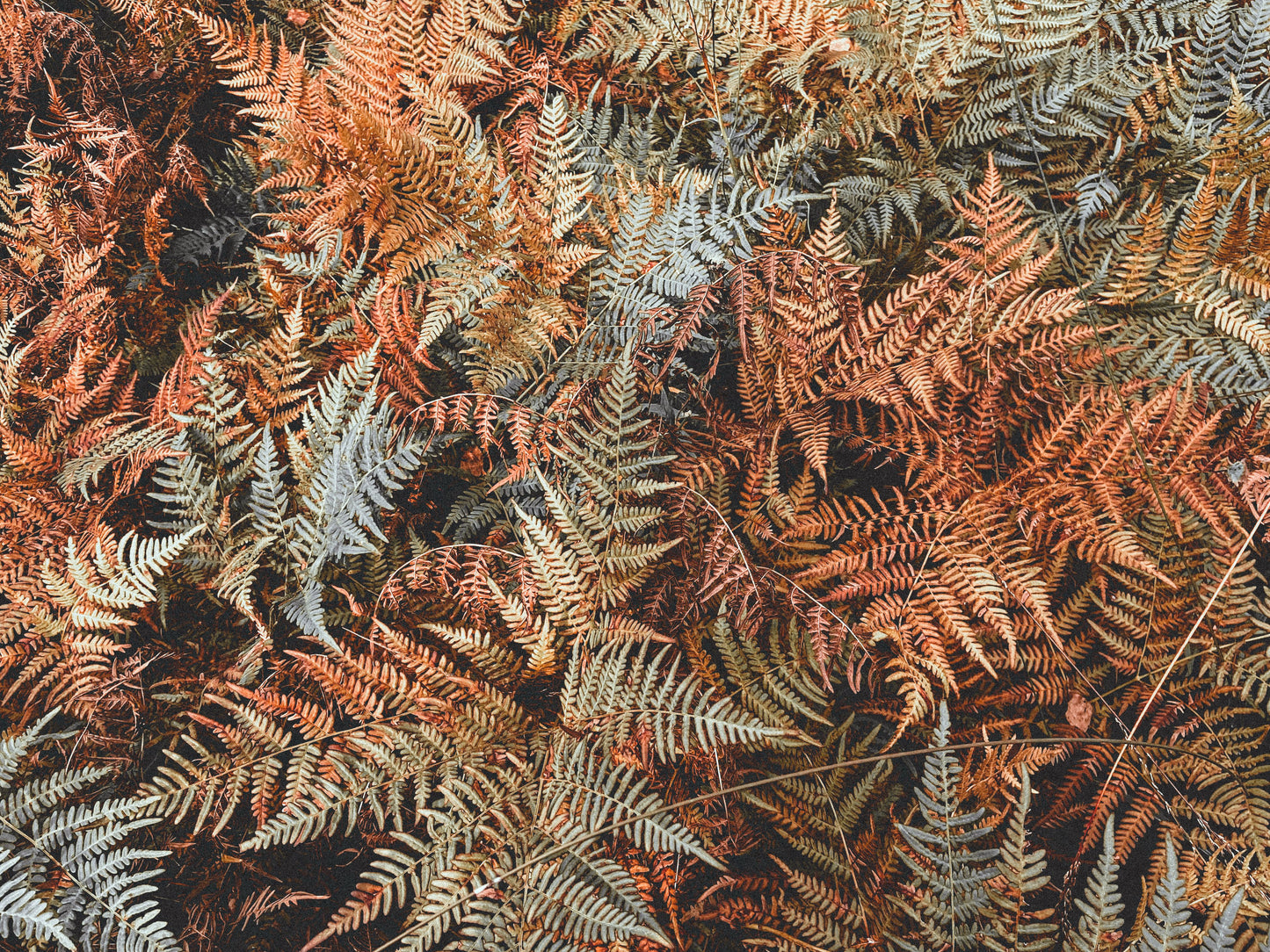 Brilliance Autumn Fern Live Plants 3 Rooted Starters in 1 Qt Pots Dryopteris Shade Garden Foliage Plant