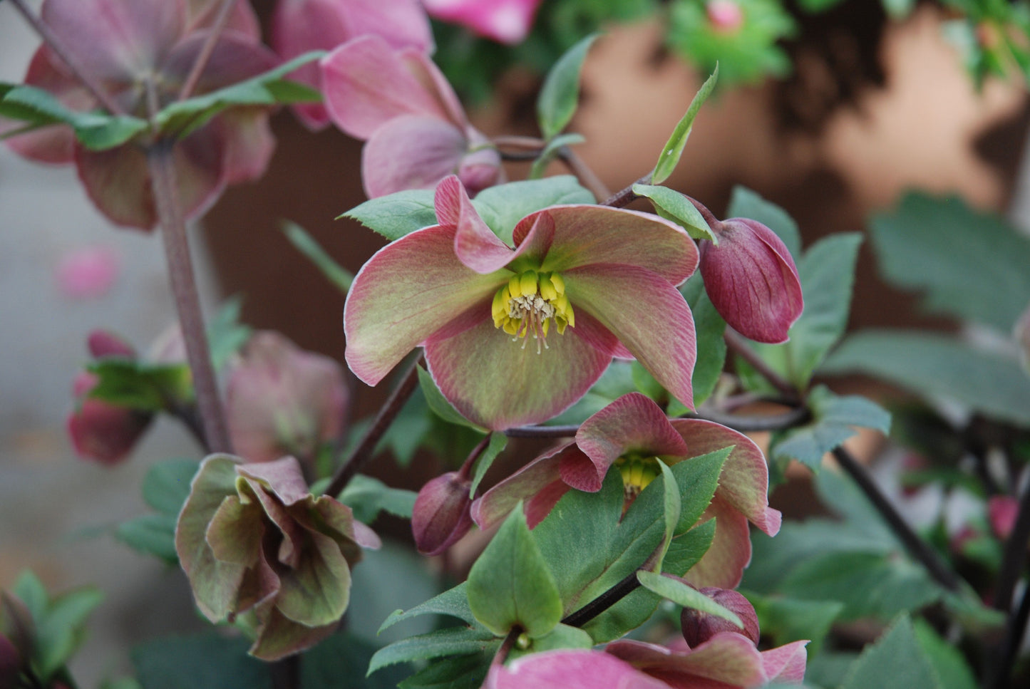 Sandy Shores Hellebore Live Plants 2 One Year Old Rooted Plants in Half Gallon Pots Lenten Rose Perennial