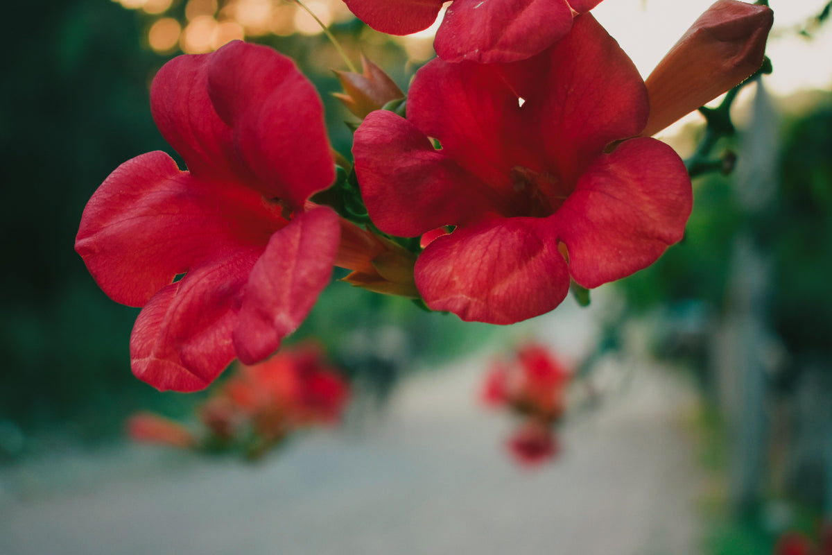 Summer Jazz Fire Trumpet Vine Live Plant – 2 Gallon