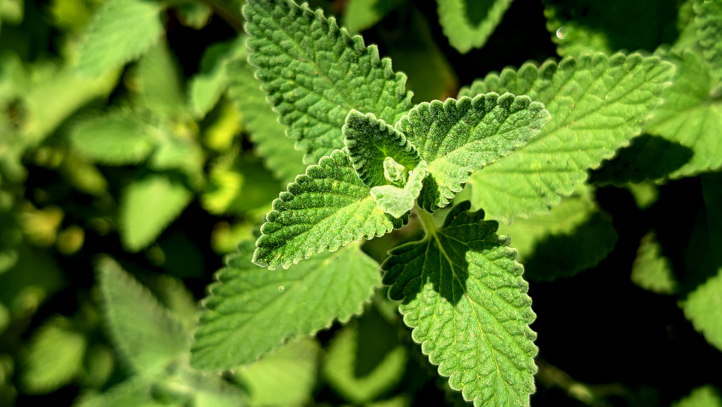 2 Live Mexican Mint Plants – Well-Rooted Starter Plants – Plectranthus amboinicus