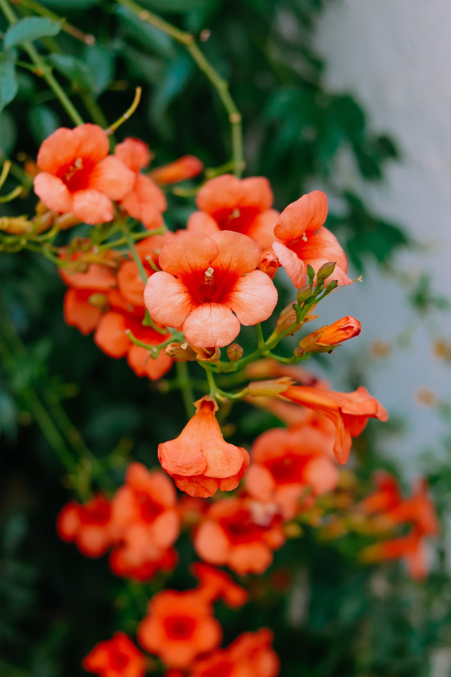 Orange Trumpet Vine Live Plant 4 Inch Starter Pot Flowering Climbing Vine Campsis Vine for Trellis and Garden