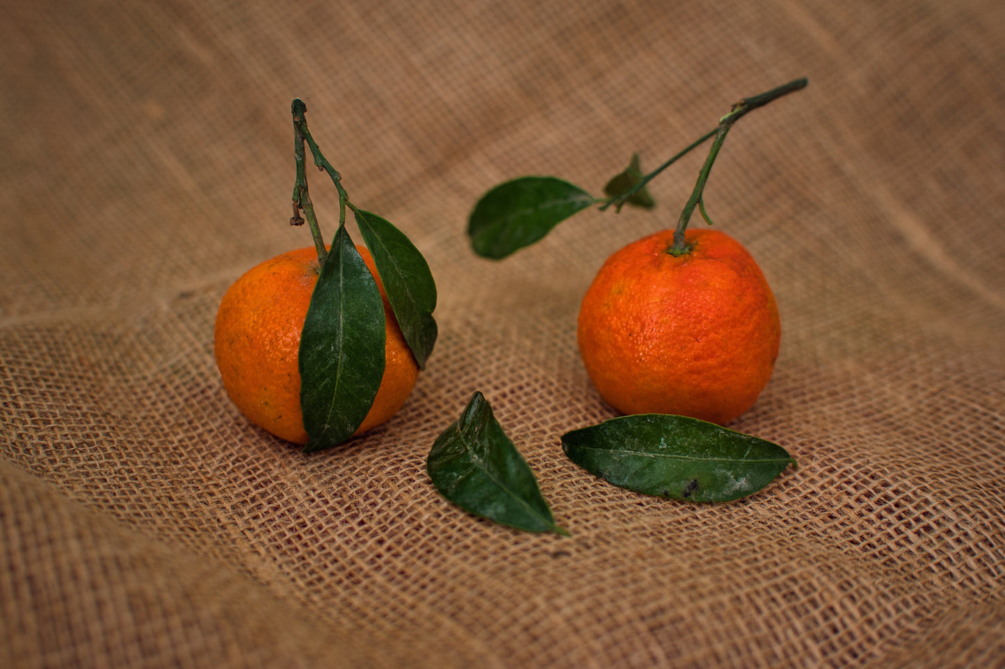 Satsuma Mandarin Citrus Live Seedling Plant 4–10 Inches – Citrus reticulata