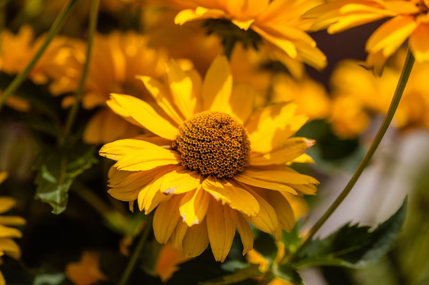 SunSeekers Golden Sun Coneflower Live Plants 3 Rooted Starters in 1 Qt Pots Yellow Echinacea Perennial Flower