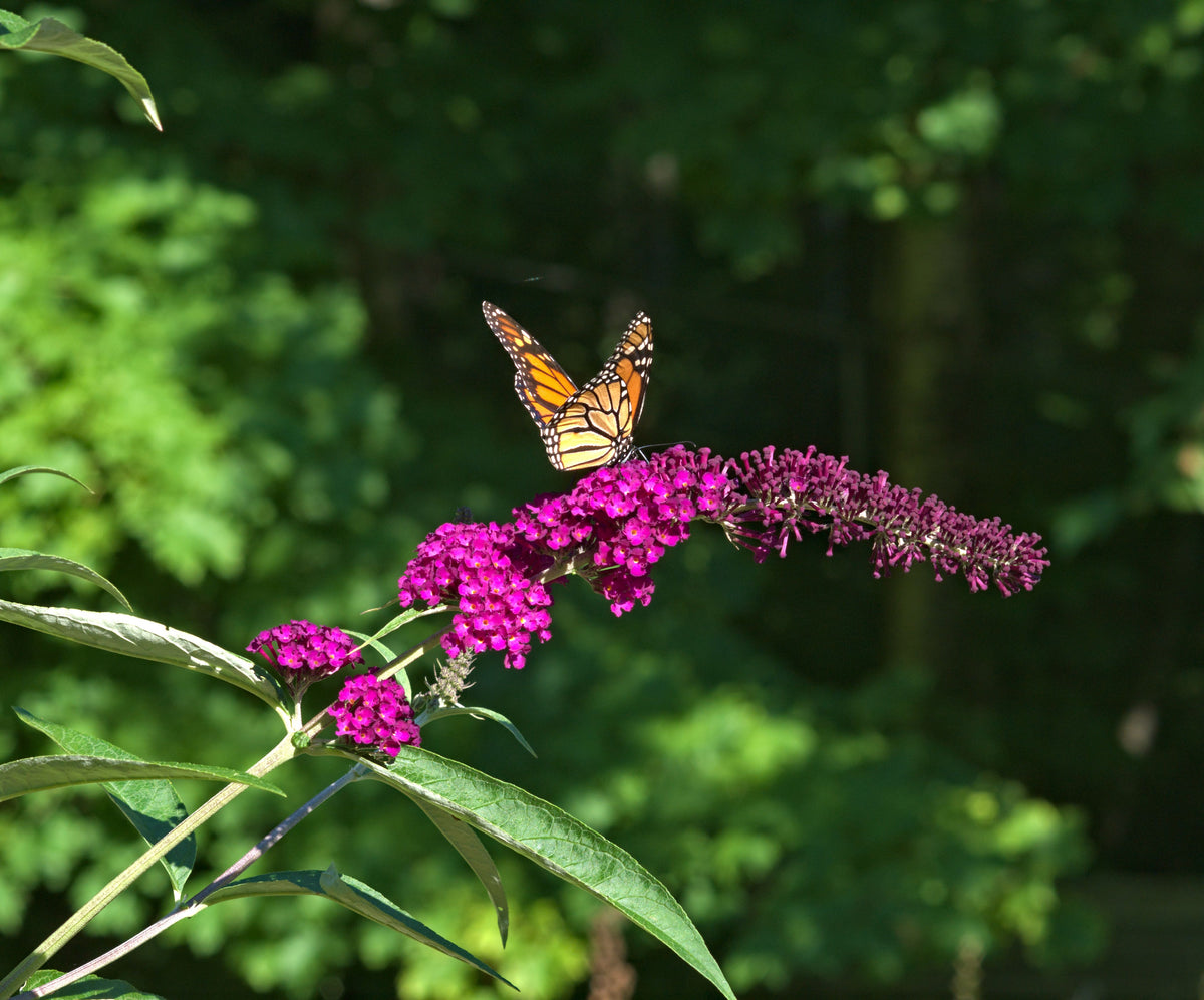Miss Violet Butterfly Bush Live Plant – Buddleja ‘Miss Violet’ – 3 Gallon Pot