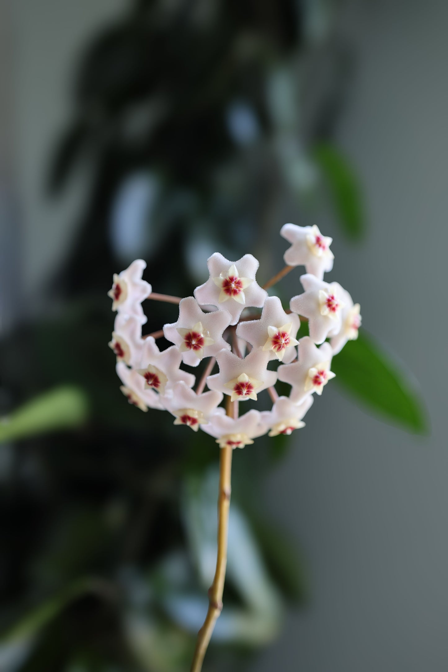 Hoya Nummularioides Live Wax Flower Plant 4 Inch Pot – Fragrant Hoya Houseplant