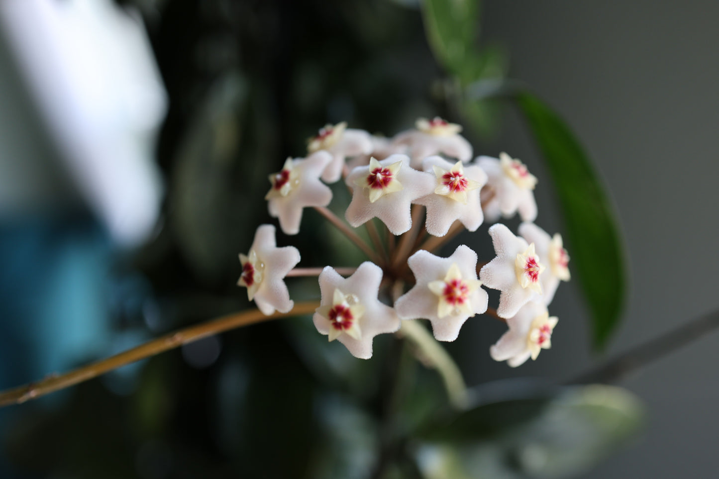 Hoya australis Live Bare Root Plant 4 Inches Tall – Fragrant Wax Plant