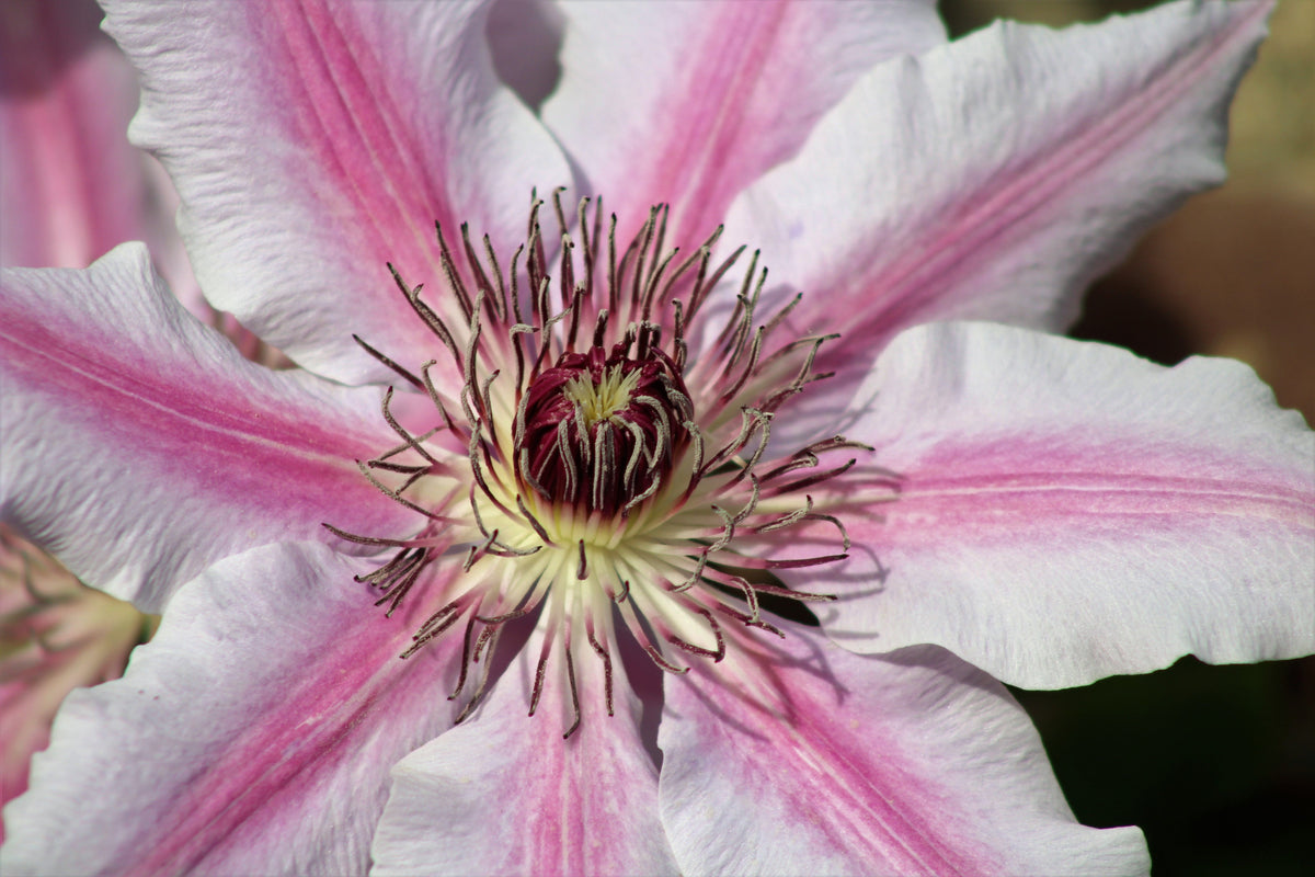 Ithemba Clematis 1 Live Flowering Vine, Half Gallon Pot – Clematis ‘Ithemba’