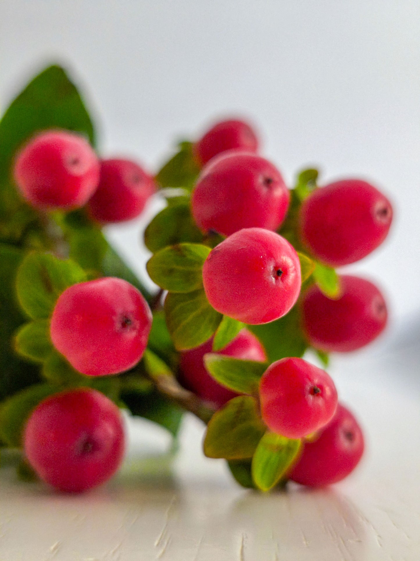 Proud Berry Coral Berry Live Plant 4 Inch Pot Symphoricarpos Flowering Shrub Proven Winners Hardy Zones 3-7