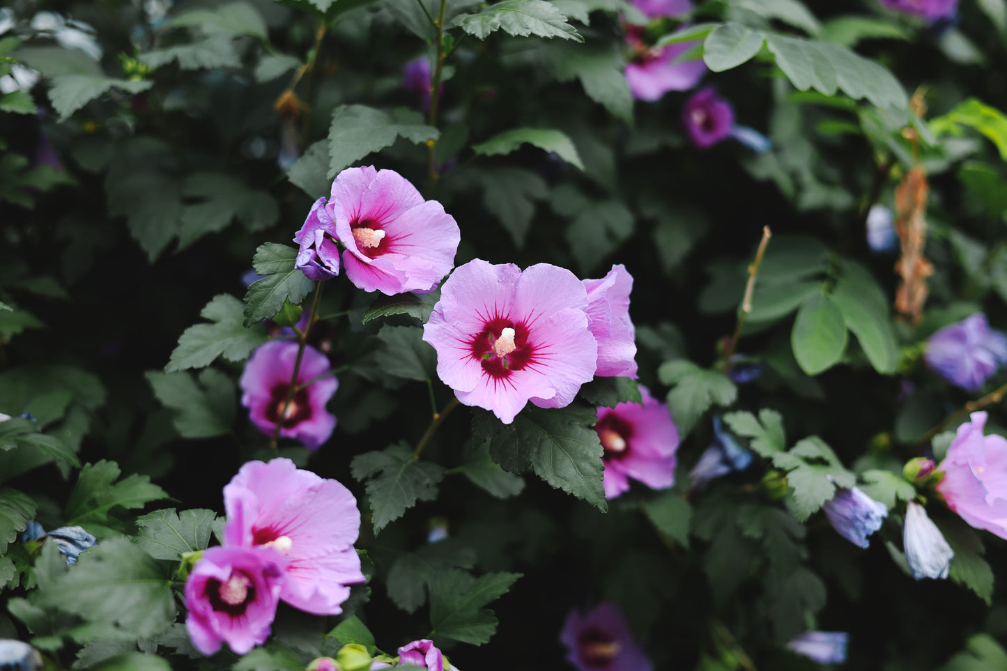 9 Rose of Sharon Hibiscus Live Plants with Roots – 1 Foot Starter Bushes