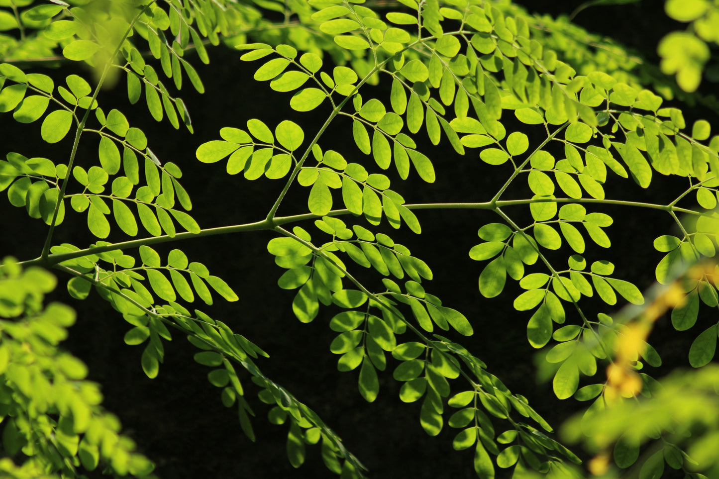 Moringa Oleifera Live Plant Rooted 8 Inch Tree of Life Starter Plant Tropical Garden Food Forest Plant
