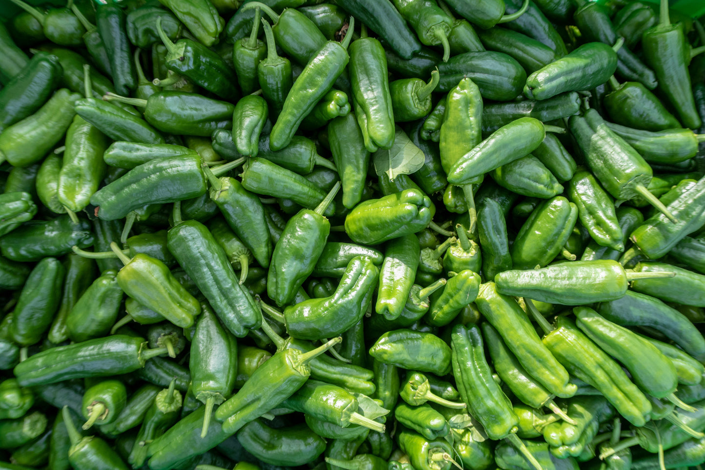 Poblano Ancho Pepper Live Plants 75+ Days Old – Lot of 3 – Capsicum annuum