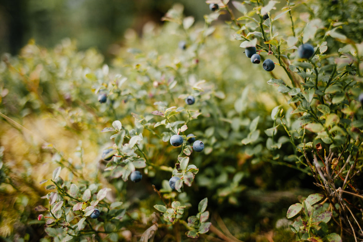 BerryBux® Blueberry – 1 Live Compact Fruiting Shrub, 1-Gallon Size – Vaccinium BerryBux®