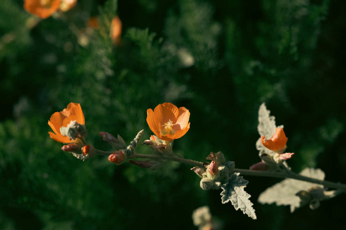 Globe Mallow 1 Live Plant – 1-Gallon Pot – Sphaeralcea incana