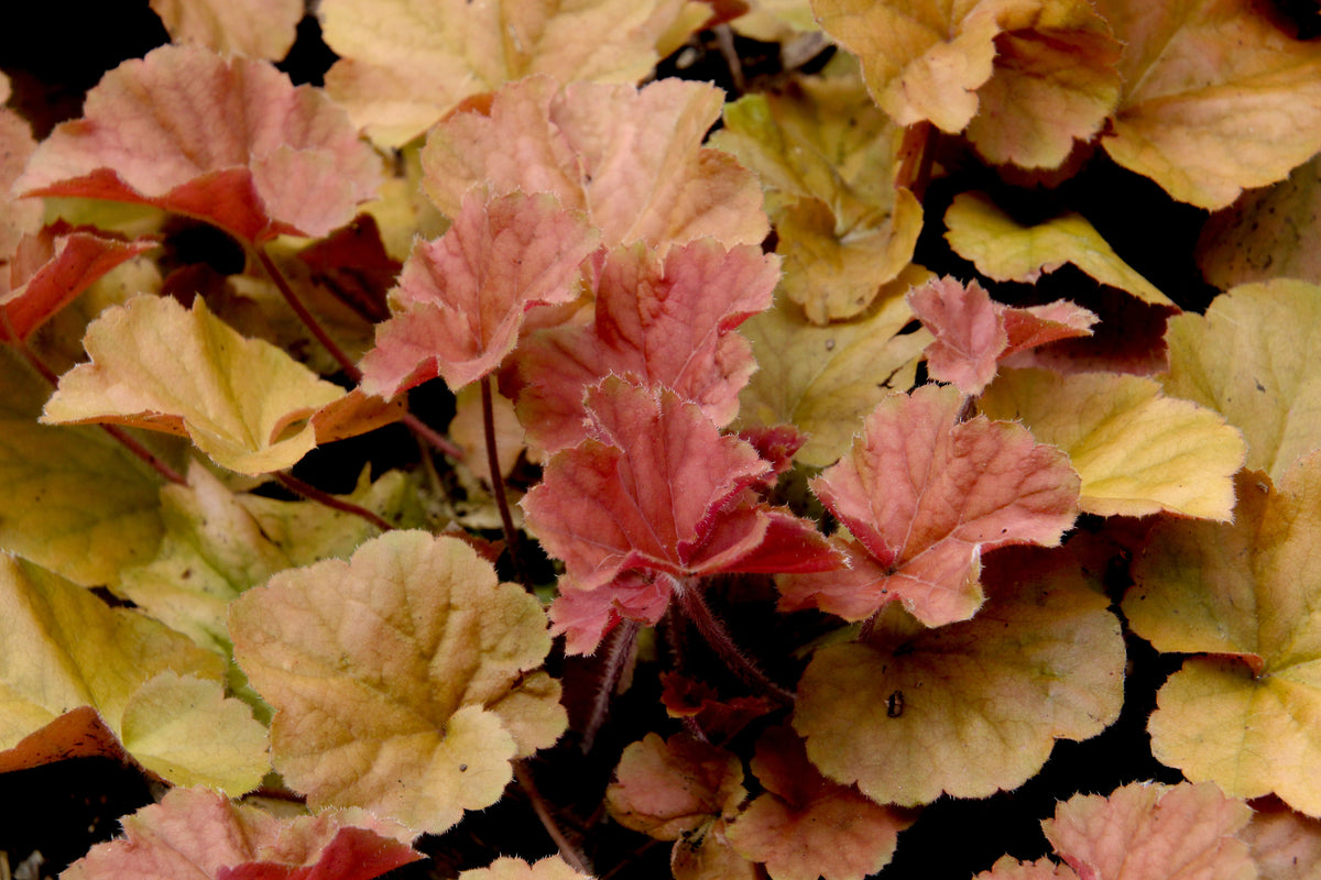Northern Exposure Sienna Coral Bells 1 Gallon Live Plant – Heuchera ‘Northern Exposure Sienna’