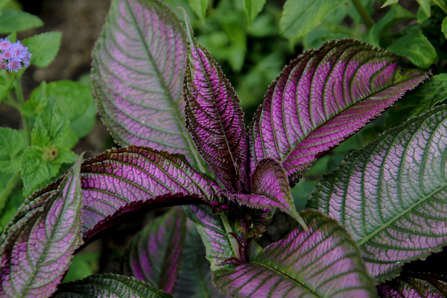 2 Persian Shield 'Halloween Queen' Live Plants – Strobilanthes dyerianus