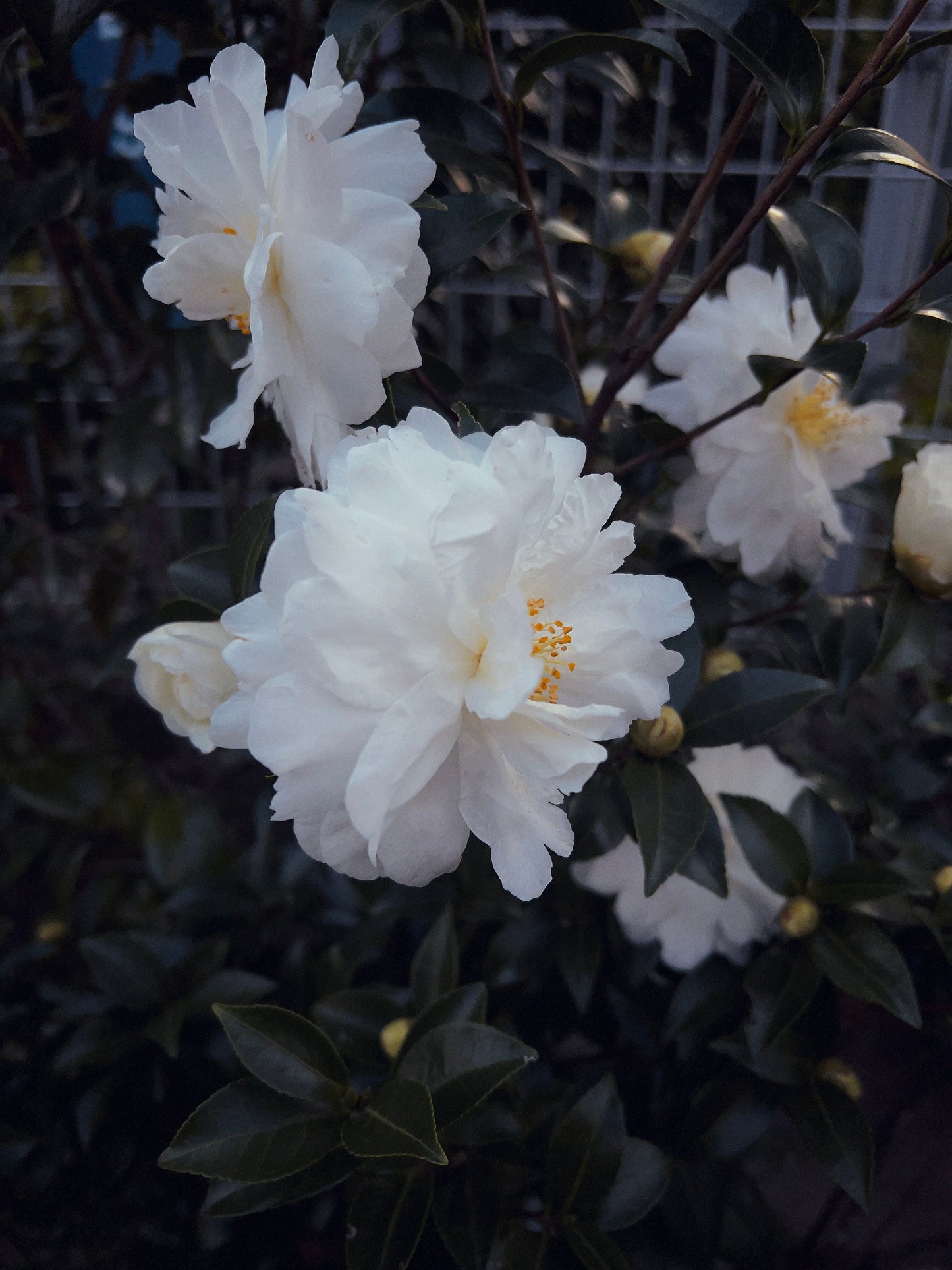Winter's Snowman Camellia Live Starter Plant – Camellia japonica 'Winter's Snowman'
