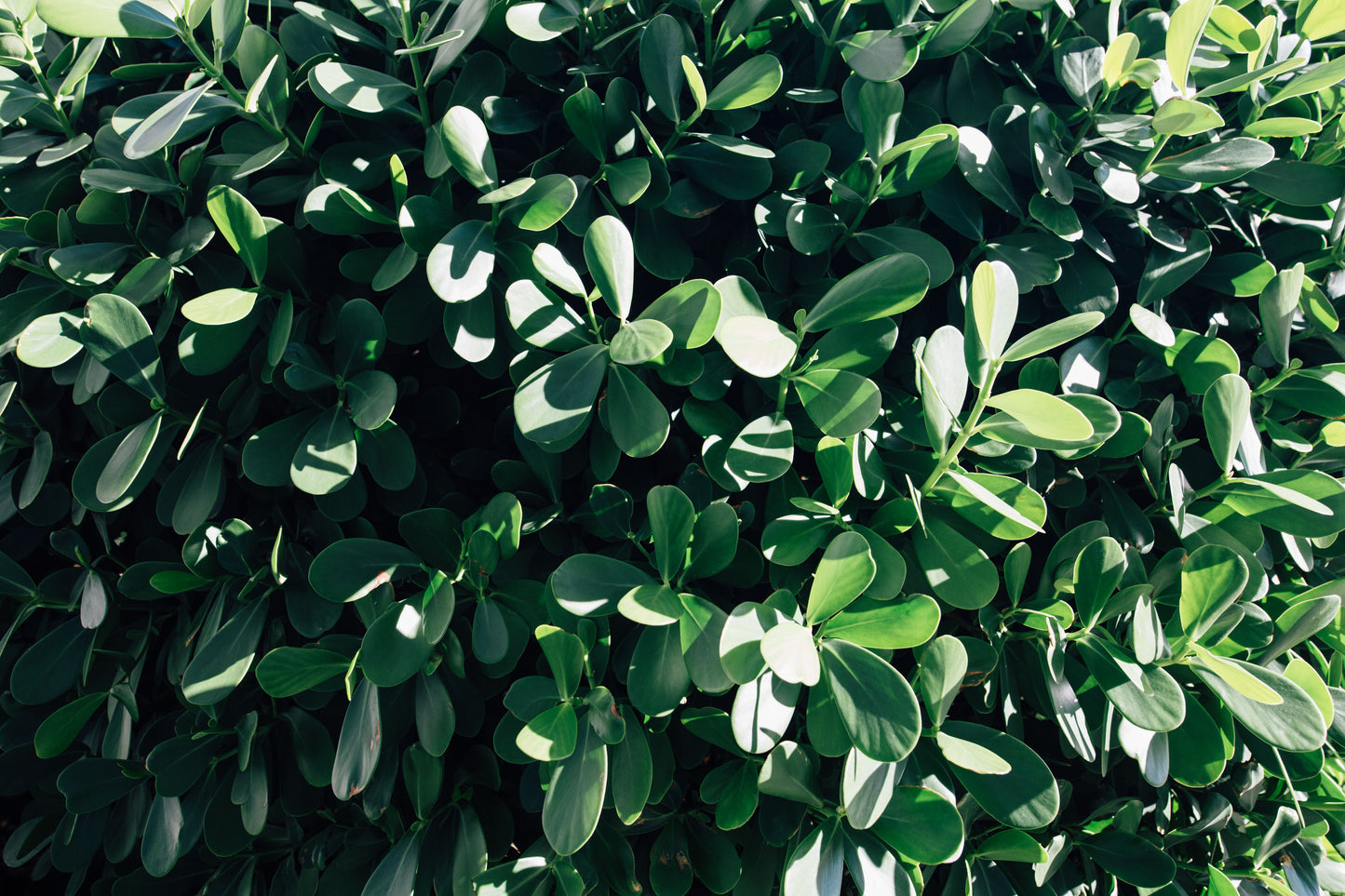 Live Clusia Plant – 2–3 Ft Tall – 1 Gallon Pot – Tropical Hedge – Clusia rosea