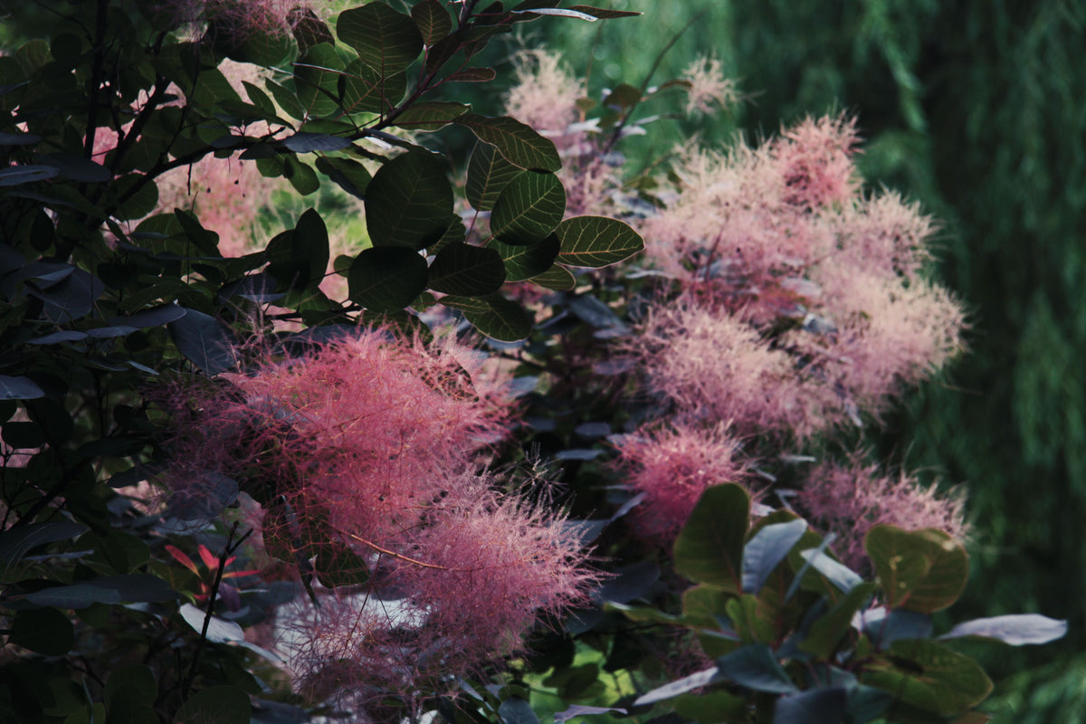 Winecraft Black Smokebush 1 Live Plant – Cotinus coggygria – 3 Gallon Pot