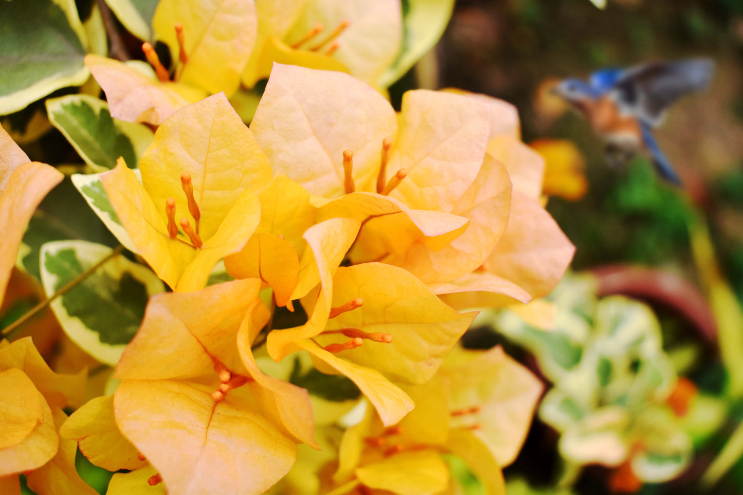 Yellow Bougainvillea Live Vine – 6-Inch Pot with Trellis – Bougainvillea spp.