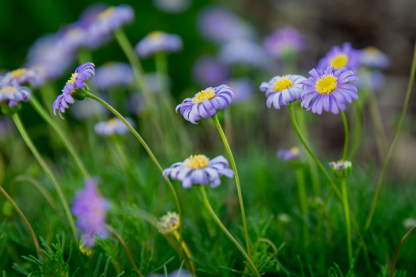 Fresco Candy Swan River Daisy 1 Live Plant – 4-Inch Pot – Brachyscome angustifolia ‘Candy’