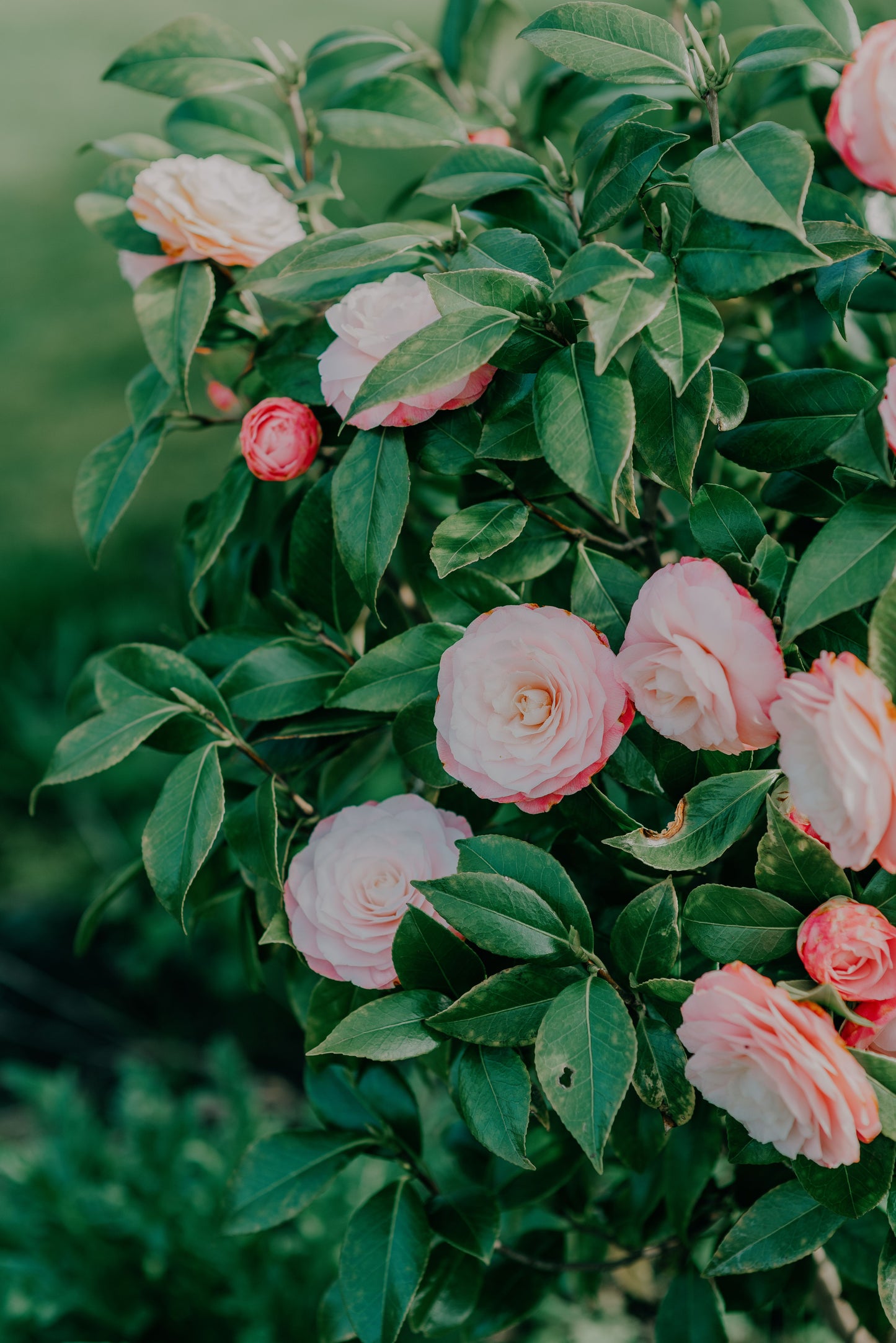 April Dawn Camellia Live Starter Plant Camellia Japonica Pink White Flower Evergreen Shrub Rooted Plant