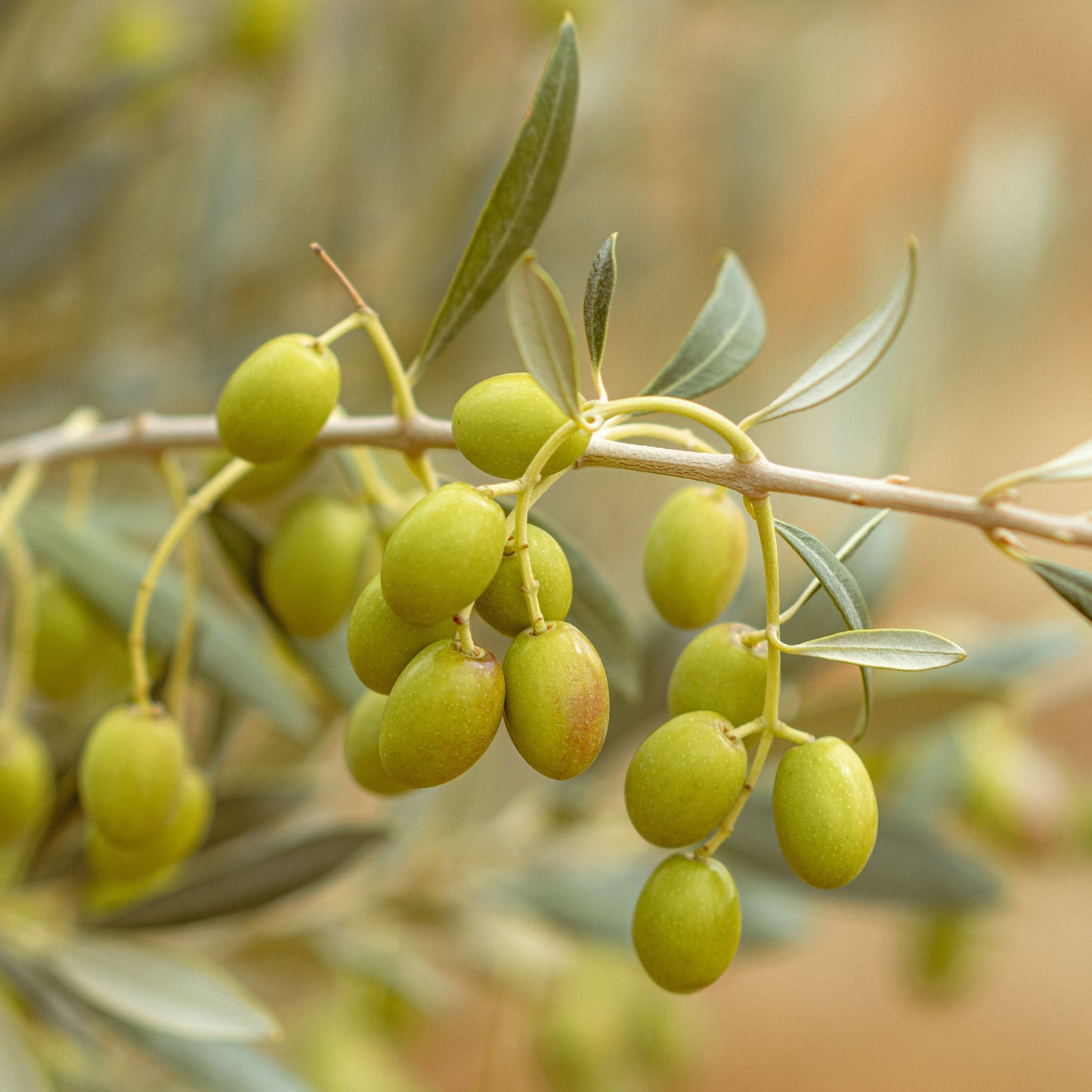 Organic Arbequina Olive Tree Live Starter Plant – 6–10 Inch Tall – Olea europaea – 2.5 x 3.5 Inch Pot