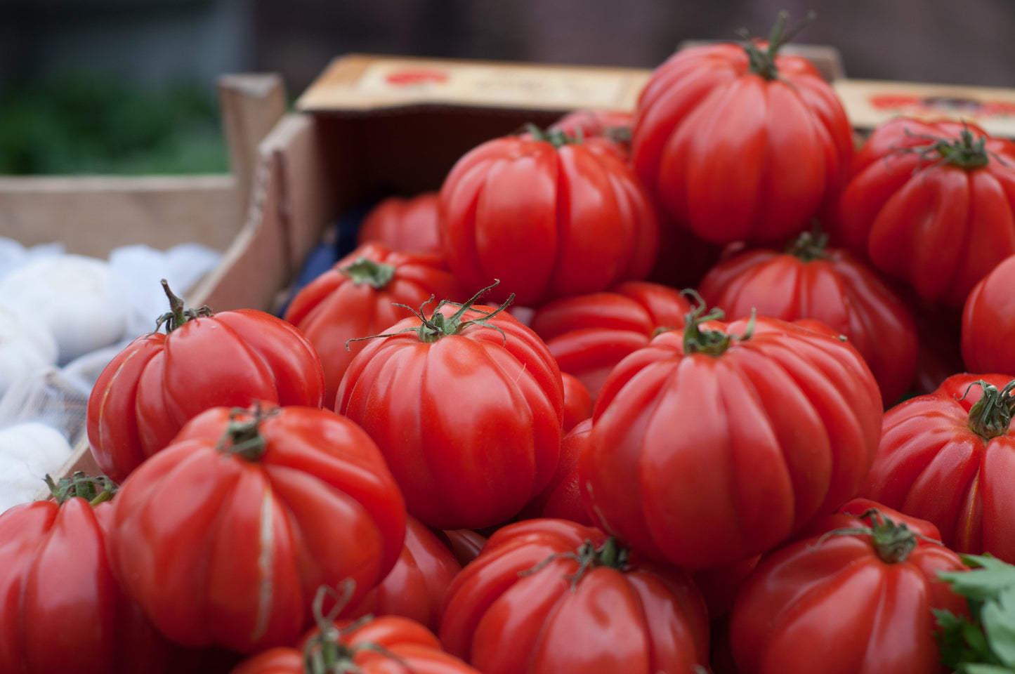 Beefsteak Tomato Live Plants 6–10 Inches Tall – Lot of 2 – 60+ Days Old