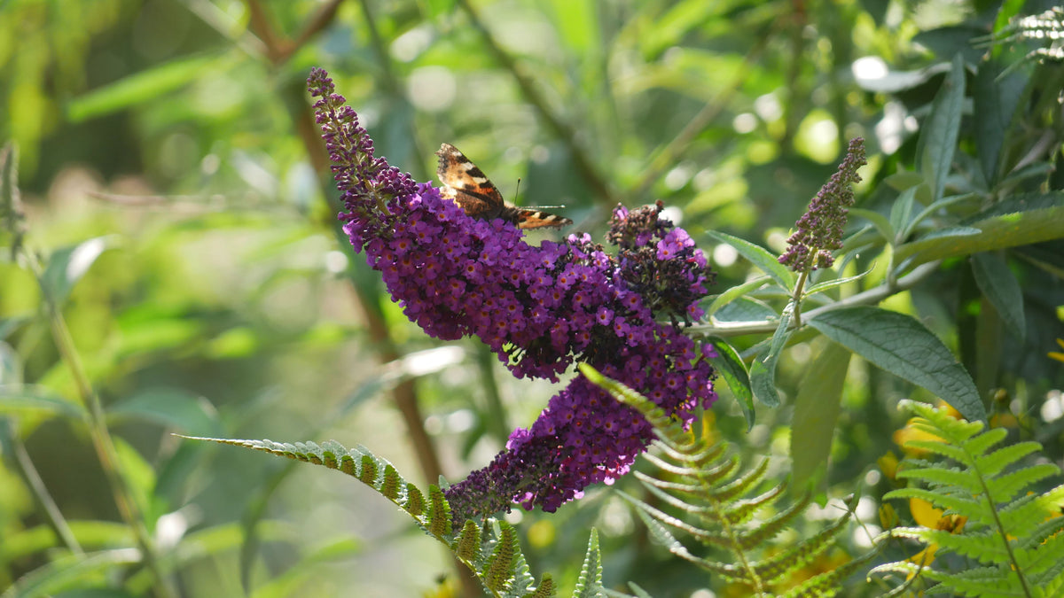 Black Knight Butterfly Bush Live Plant | Buddleia G3