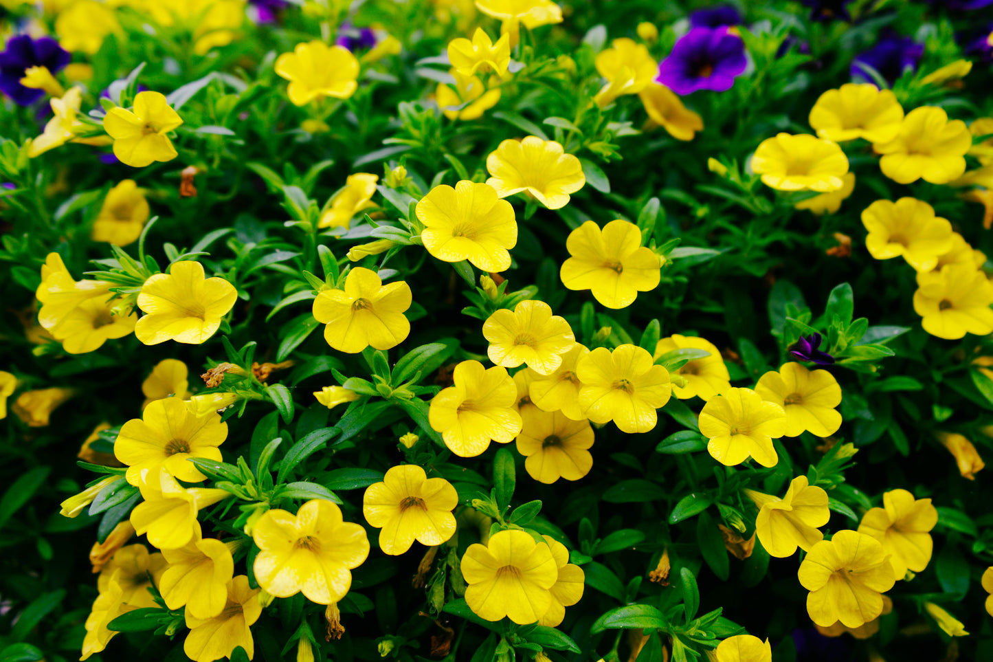 Trailing Yellow Million Bells 1 Live Plant – 4-Inch Pot – Calibrachoa Hybrid