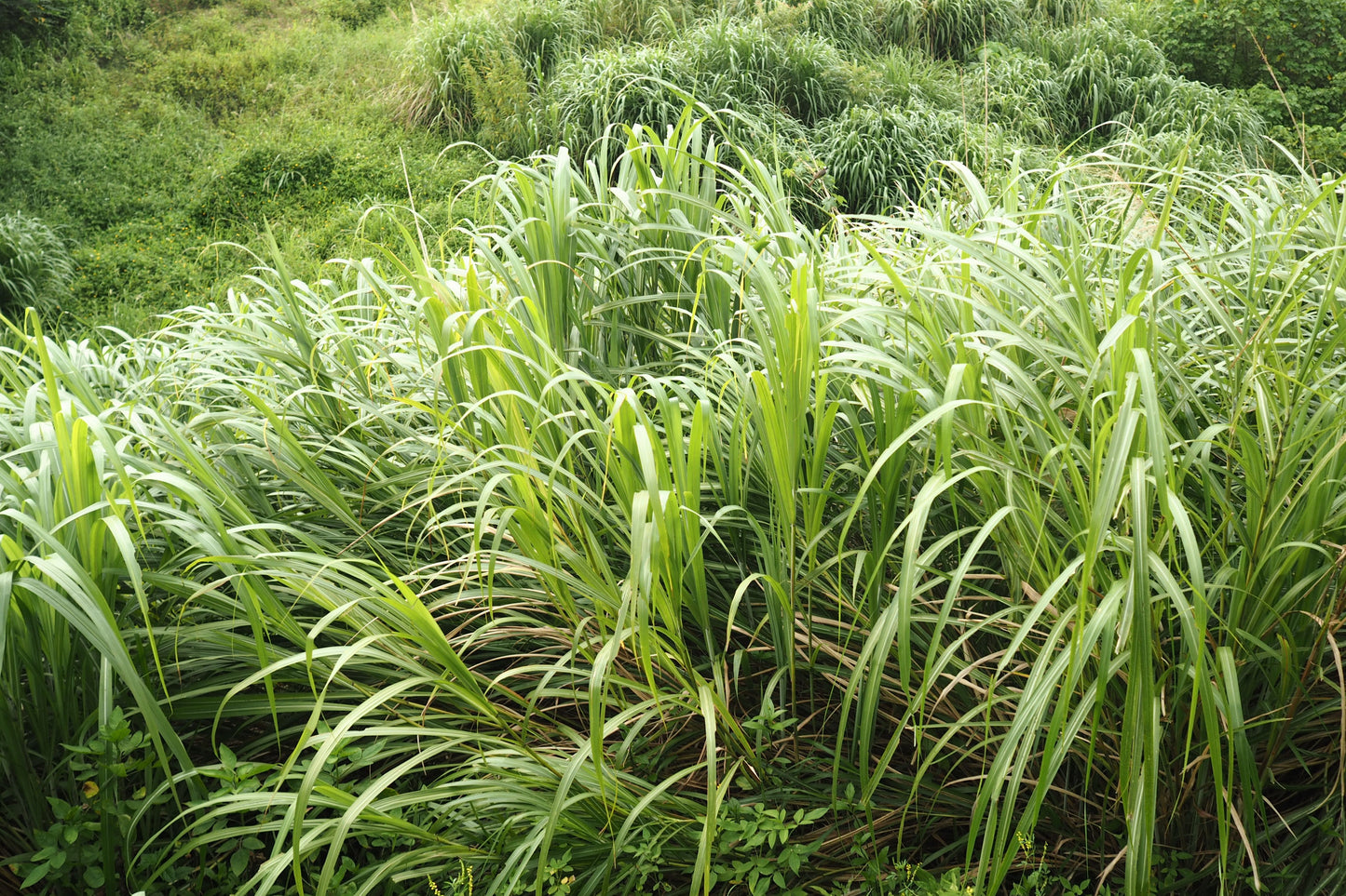 12 Live Lemongrass Plants – 8–12 Inch Tall – Cymbopogon citratus