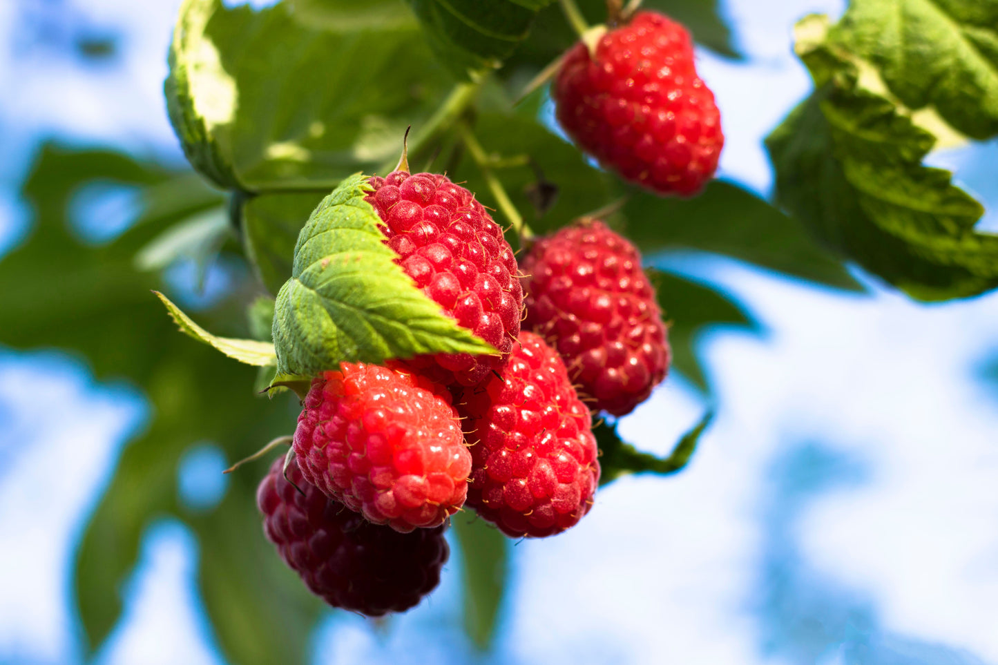 Jaclyn Everbearing Red Raspberry Live Starter Plant – Rubus idaeus – USDA Zones 3–8