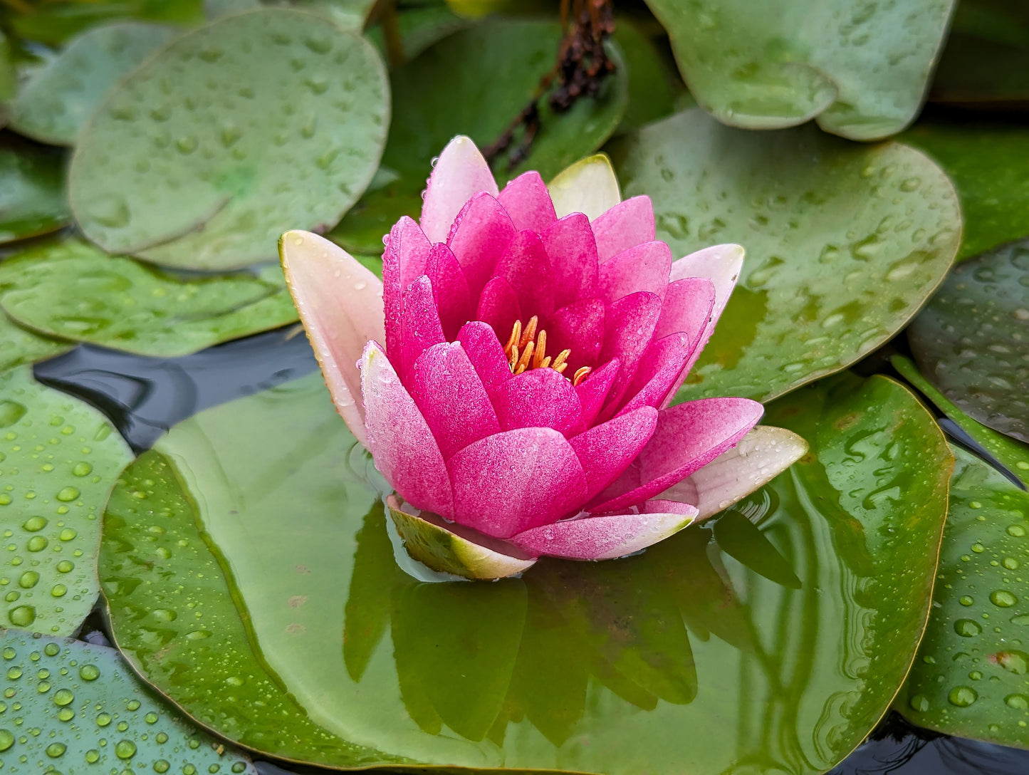 Red Hardy Water Lily Tuber Live Aquatic Pond Plant Nymphaea Water Garden Flower Tuber Free Shipping