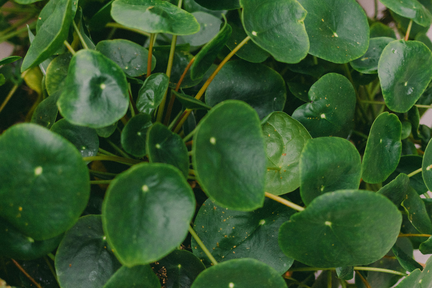 Chinese Money Plant Live Houseplant in 2 Inch Pot – Pilea peperomioides