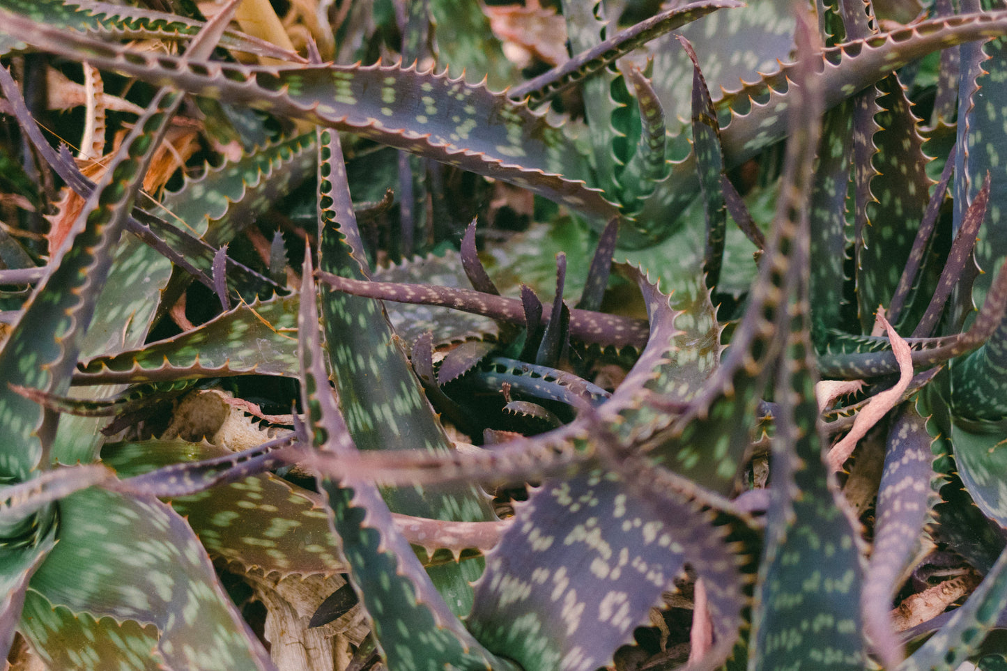 Aloe 'Purple Haze' Live Succulent in 3.5-Inch Pot