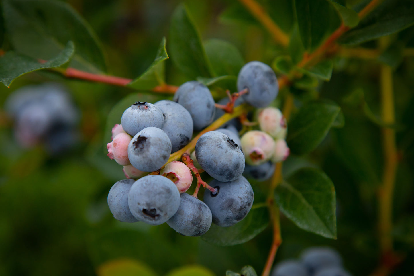 Sunshine Blue Semi-Dwarf Blueberry Live Plant 1 Quart Grow Bag – Vaccinium corymbosum