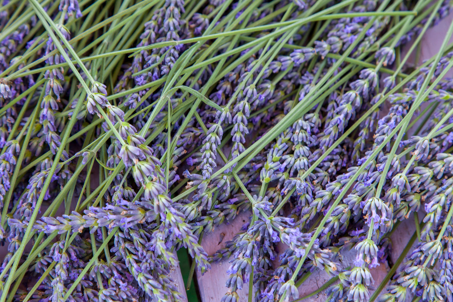 Lavender 'Grosso' Live Plant in 2.5 Inch Pot – Lavandula × intermedia 'Grosso'