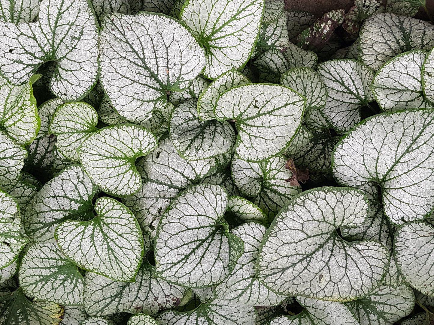 Silver Heart Siberian Bugloss 1 Gallon Live Plant – Brunnera macrophylla ‘Silver Heart’
