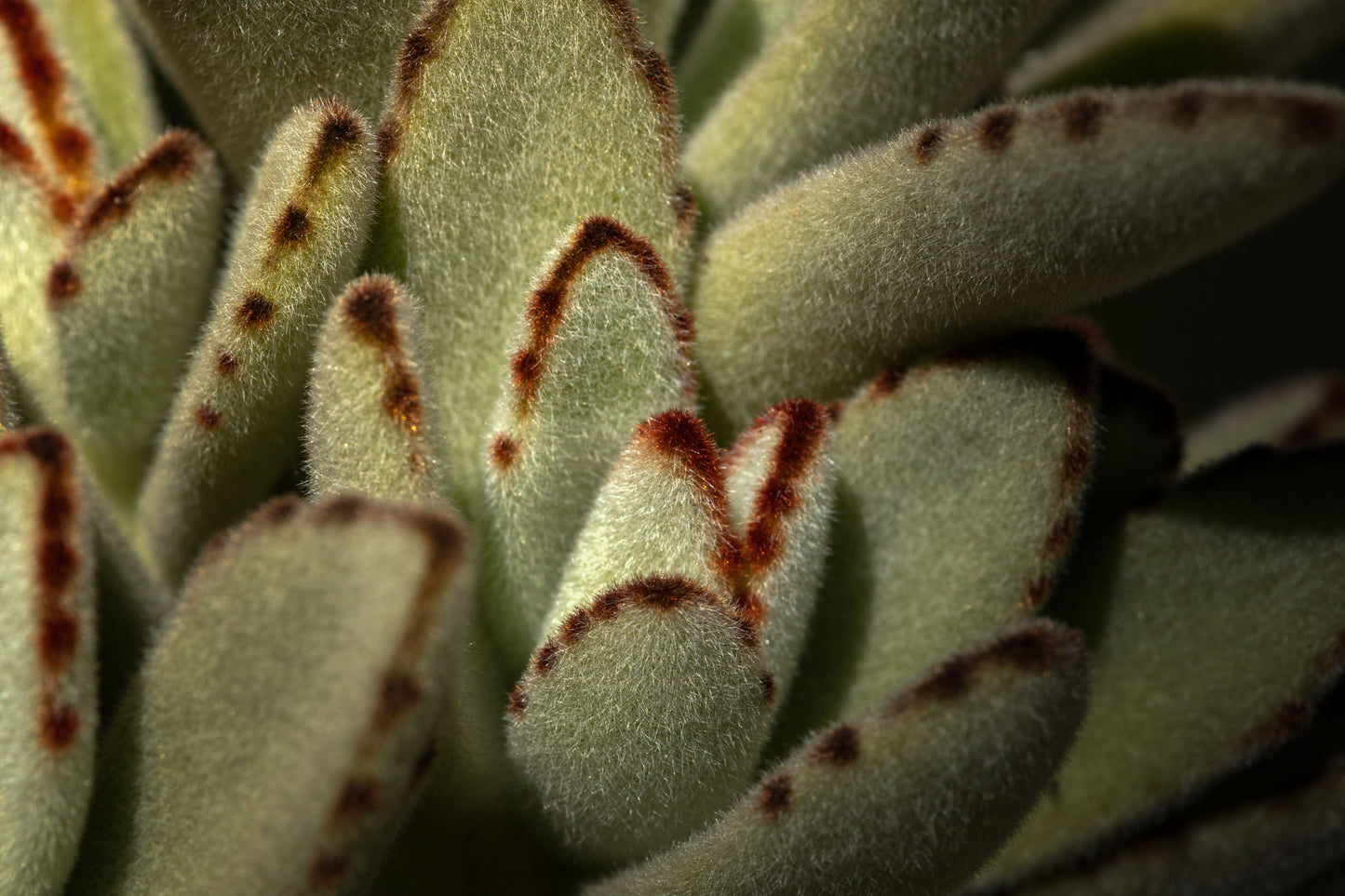 Kalanchoe Tomentosa 'Panda' Live Succulent Plant in 3 Inch Pot