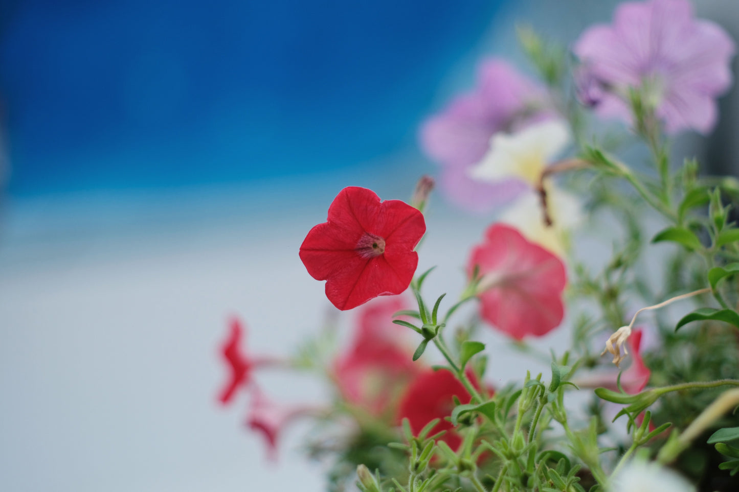 Lia Chili Pepper Million Bells 1 Live Plant – 4-Inch Pot – Calibrachoa hybrida