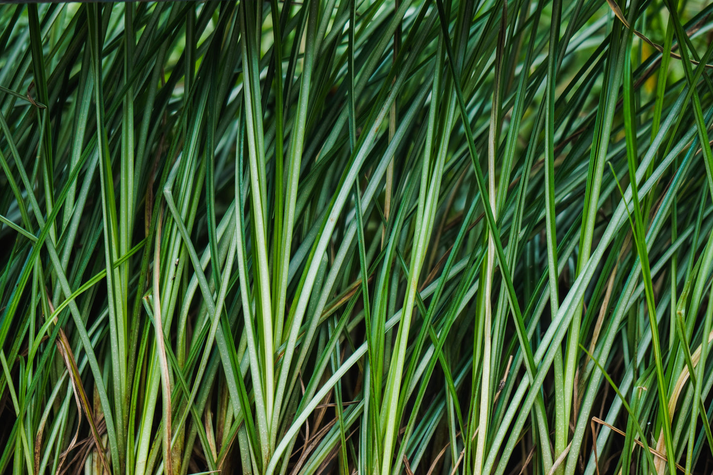 White Striped Sweet Flag 1 Live Plant – 4-Inch Pot – Acorus gramineus ‘Variegatus’
